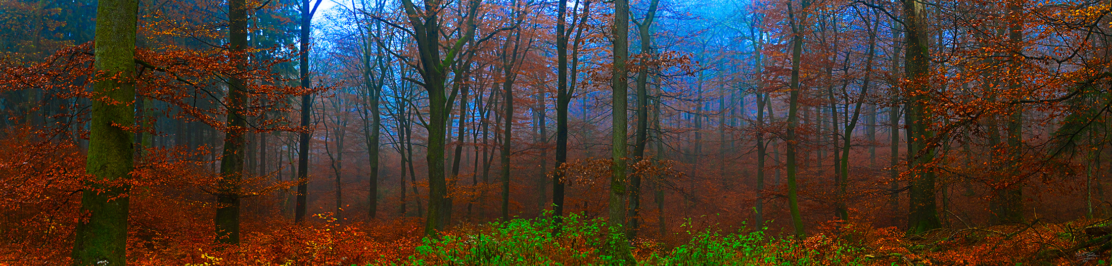 Mist in the Eifel